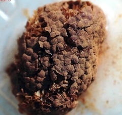 Tubifera applanata
