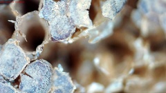 Tubifera applanata