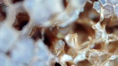Tubifera applanata
