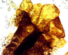 Tubifera applanata