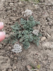 Lomatium nevadense