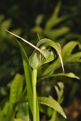 Pterostylis patens