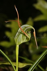 Pterostylis patens