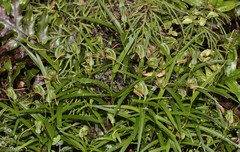 Pterostylis patens