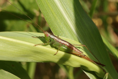 Conocephalus doryphorus