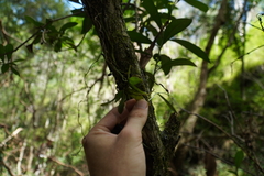 Sarcochilus parviflorus