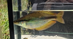 Banded Rainbowfish photo 5