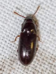 Pharaxonotha kirschii