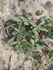 Oenothera humifusa