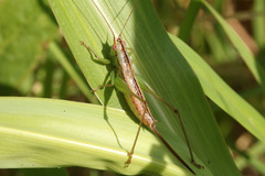 Conocephalus doryphorus