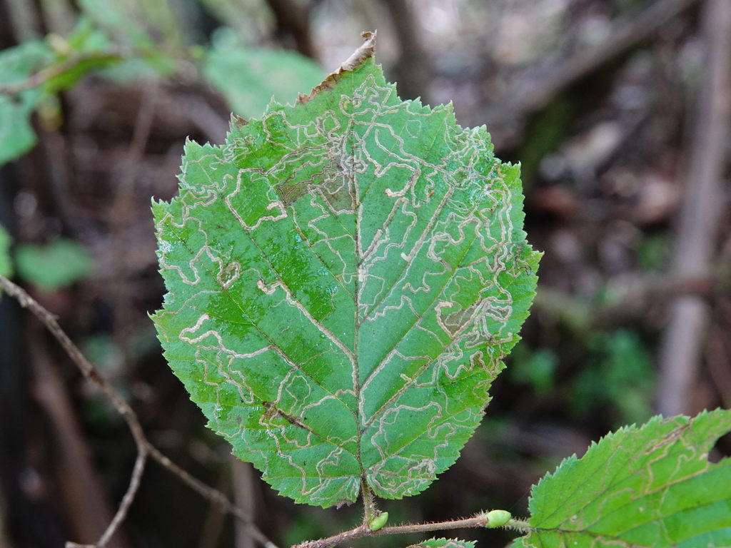 Common Birch Pigmy