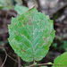 Stigmella betulicola group - Photo (c) Jacqui Geux, some rights reserved (CC BY), uploaded by Jacqui Geux