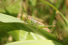Conocephalus doryphorus