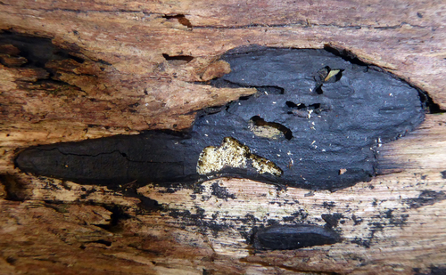 Biscogniauxia capnodes