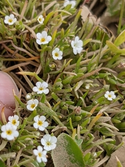 Plagiobothrys humistratus