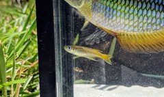 Pseudomugil signifer