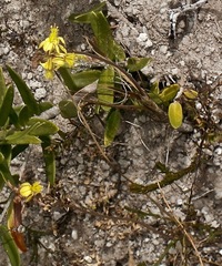 Bulbine filifolia