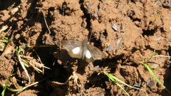 Theagenes albiplaga