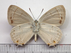 Favonius saphirinus