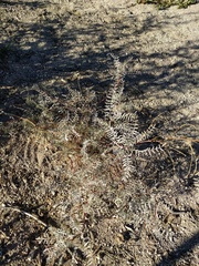 Astragalus douglasii perstrictus