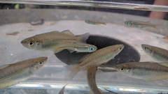 Pseudomugil signifer