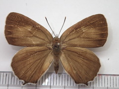 Favonius saphirinus
