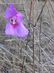 Clarkia gracilis sonomensis