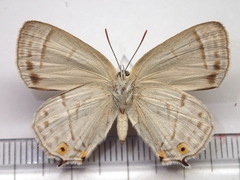 Favonius saphirinus