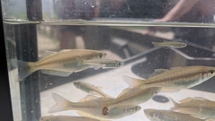 Pseudomugil signifer