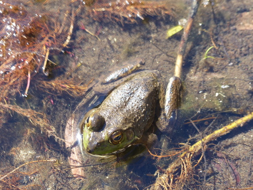 iNaturalist observation photo of American Bullfrog