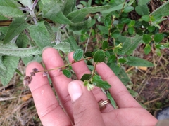 Ceanothus tomentosus olivaceus