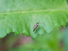 Zapyrastra calliphana