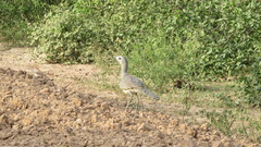 Chunga burmeisteri