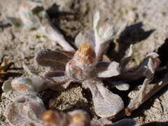 Pseudognaphalium ephemerum