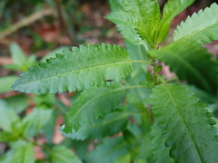 Zapyrastra calliphana