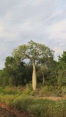 Ceiba chodatii