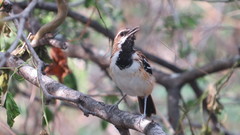 Myrmorchilus strigilatus