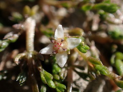 Crassula sinclairii