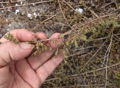 Aspalathus prostrata