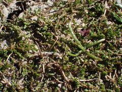 Crassula sinclairii