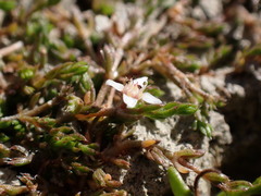 Crassula sinclairii
