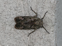 Poiocerinae