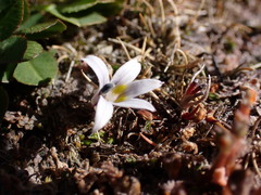 Lobelia perpusilla