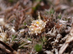 Leptinella maniototo