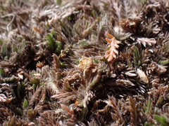 Leptinella maniototo