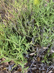 Crassula muscosa