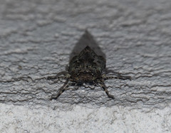 Poiocerinae