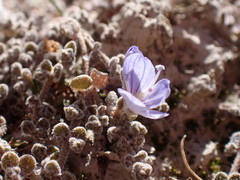 Veronica lilliputiana