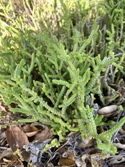 Crassula muscosa