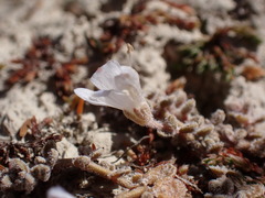 Veronica lilliputiana